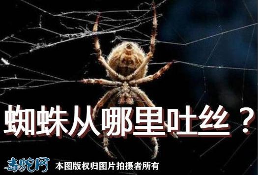 蜘蛛是在哪里吐丝的缩略图