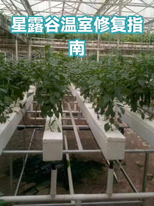星露谷joja修复顺序