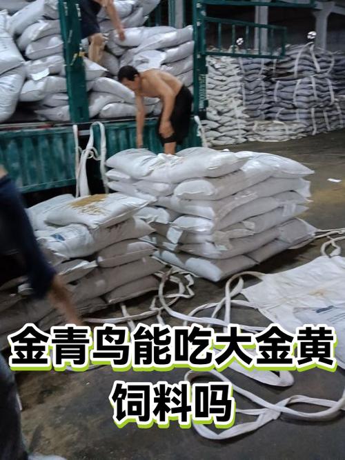 大金黄喂什么最好