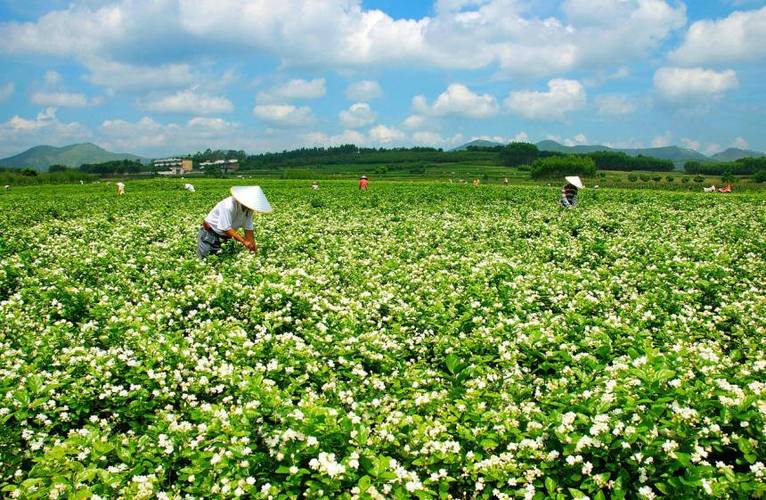茉莉花园歌曲游戏截图