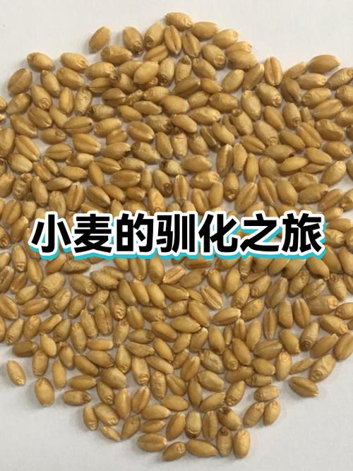 小麦之家是日本的吗