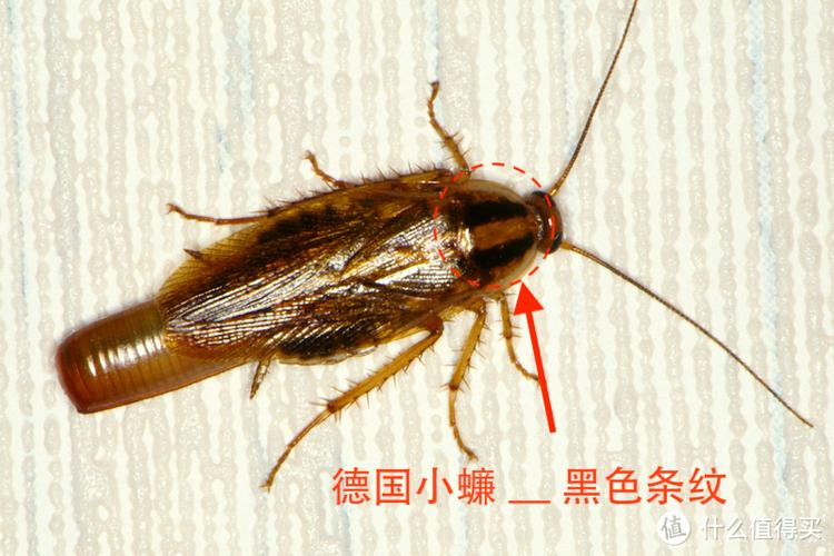 小飞虫能活多久