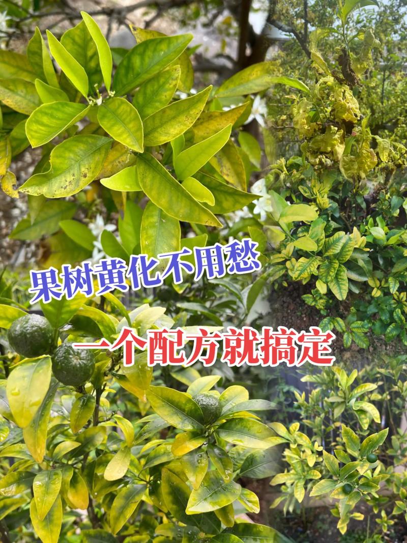 黄化什么意思