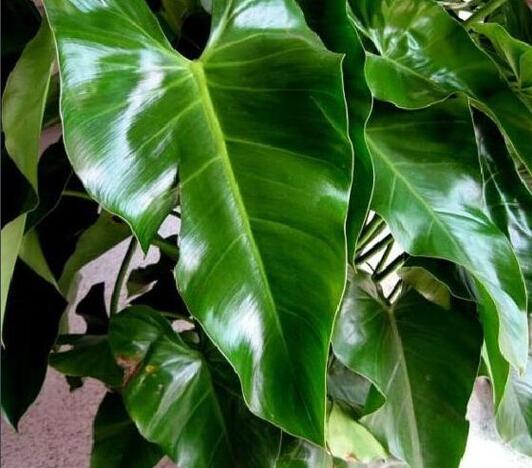 绿宝石植物寓意和象征