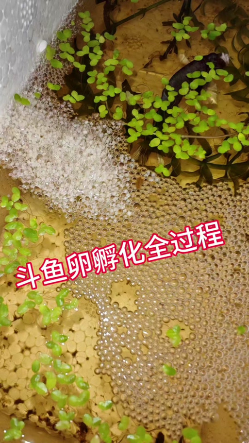 怎样看出母斗鱼抱卵了