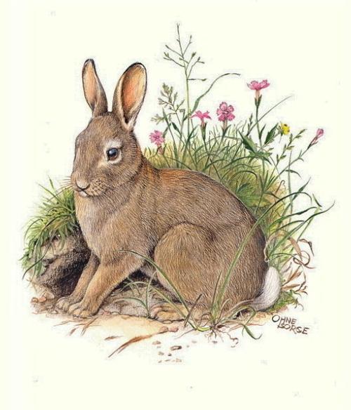 slowrabbit