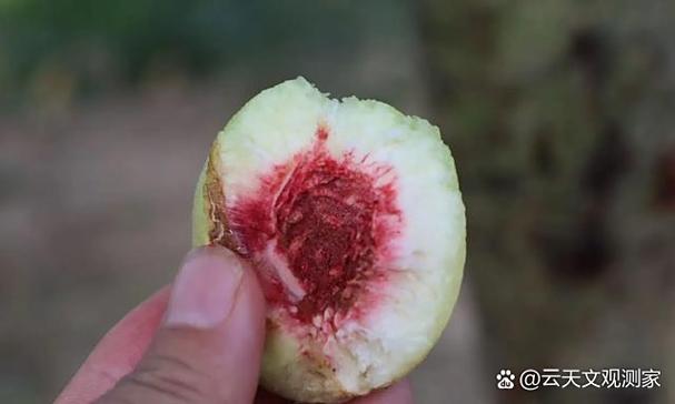 小小生命桃子移植
