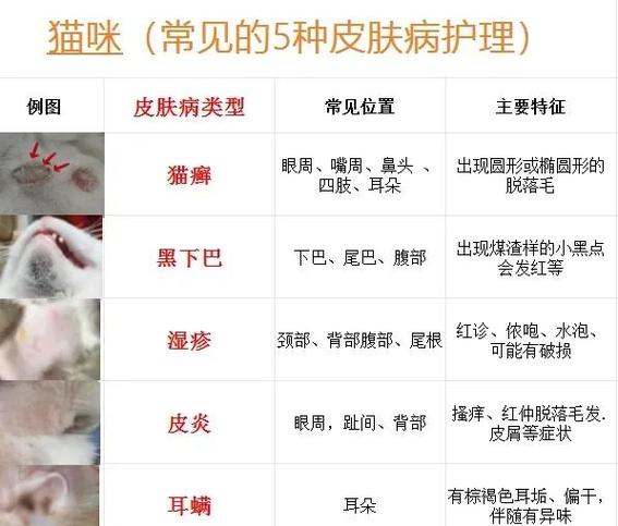 猫咪尾巴上有疙瘩是怎么回事