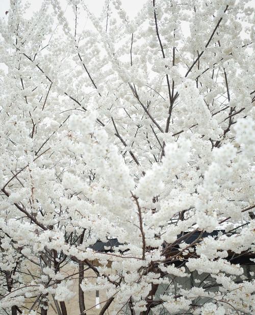 白色樱花叫什么名字