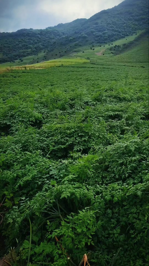 天才小药农