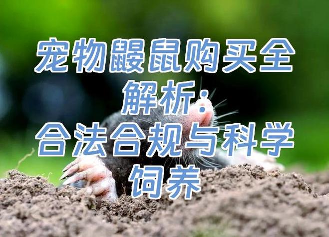 鼹鼠养殖及刷小肉攻略