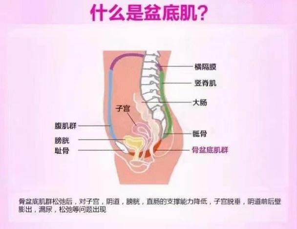 产后骨盆修复最佳时间