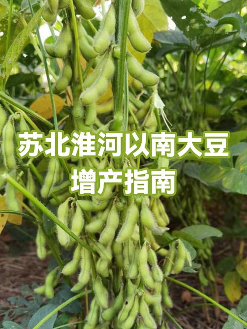 适合江苏的大豆品种
