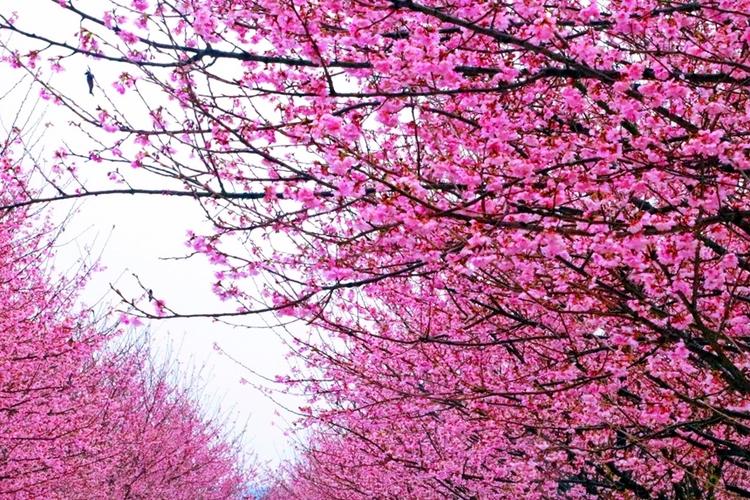 樱花盛开最经典一句