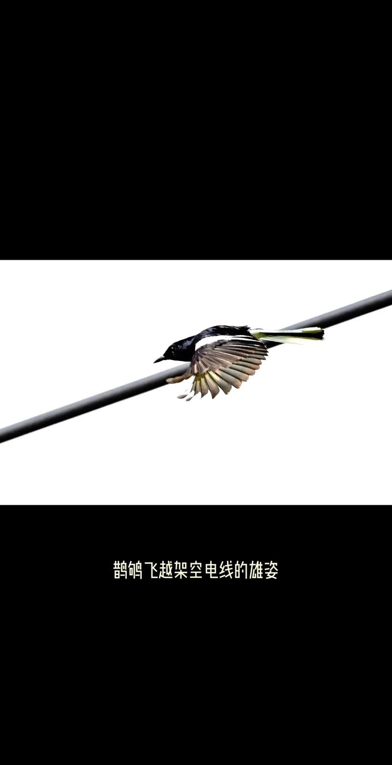 苹果手机无线网图标有个斜杠