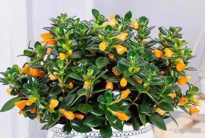 吊金鱼花怎么养