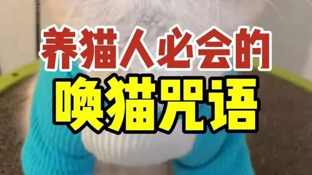 找猫回家的咒语