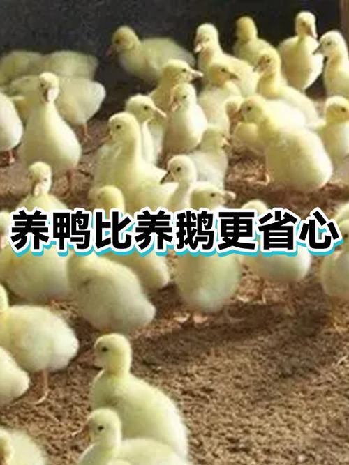 养鸭养鹅哪个好养缩略图
