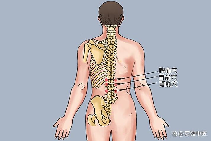 肾俞的准确位置图