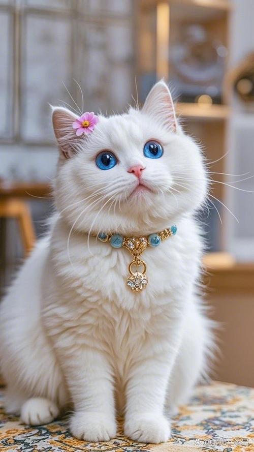 猫的图片100张截图