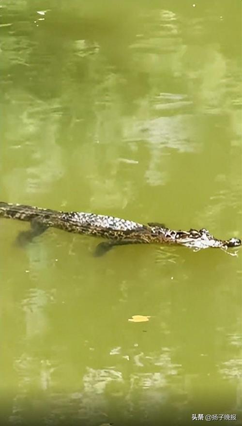 上海小区惊现鳄鱼