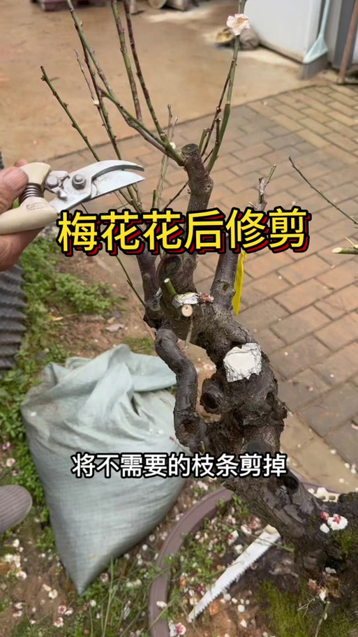 梅花一年修剪口诀