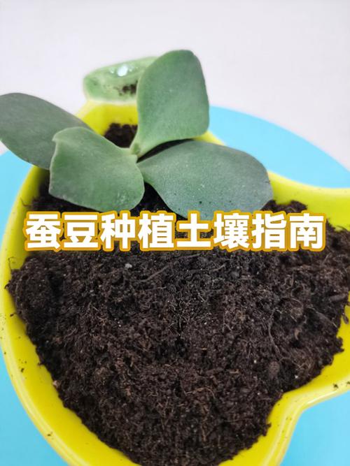 蚕豆的栽培技术