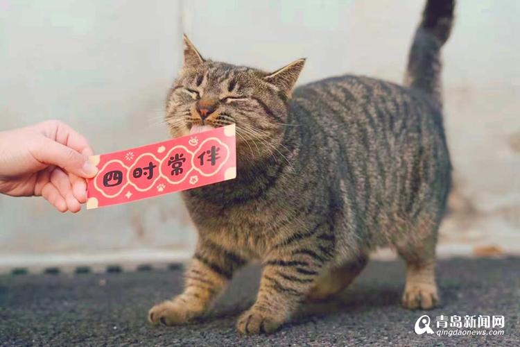 聚猫网