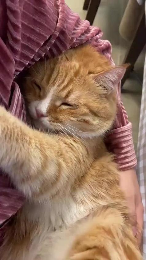 猫知道人在睡觉吗