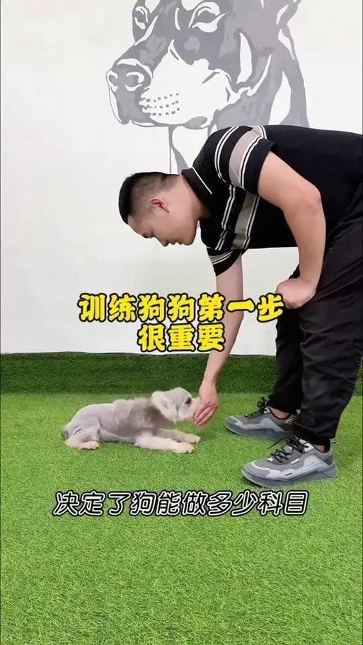 狗的训练方法大全免费