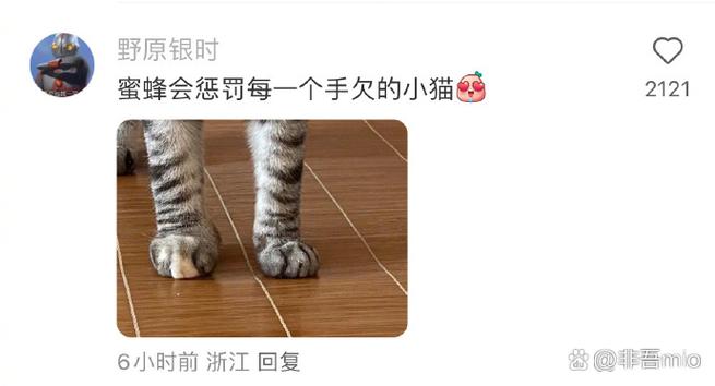 惩罚小猫关多久合适图标