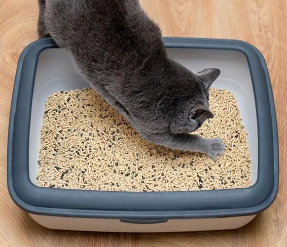 怎么让猫在猫砂里拉屎