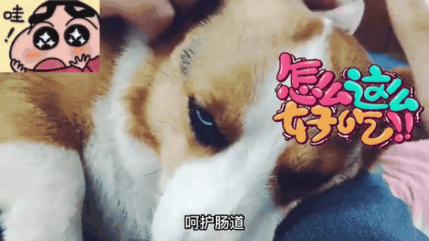 狗喜欢舔人是因为什么