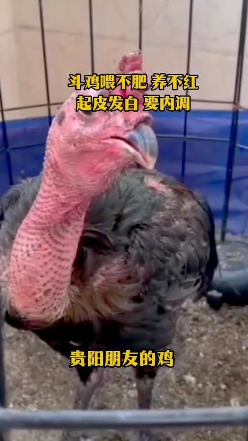 斗鸡发白落火最简单三个步骤缩略图