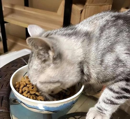 猫闲的吃多了会怎么样