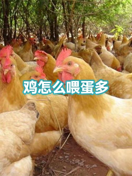 拼多多鸡喂几次收蛋