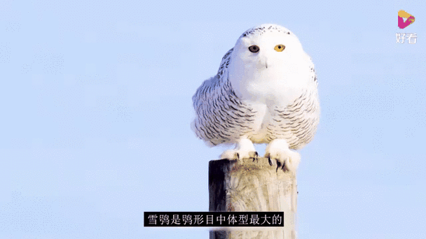 雪鸮模拟器