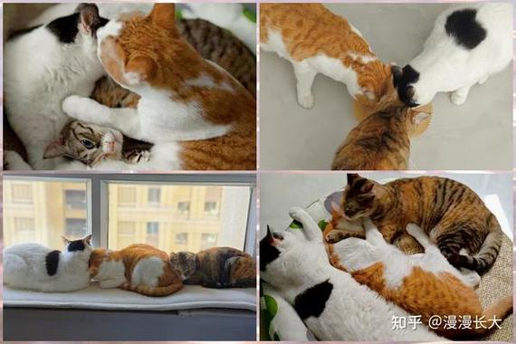 家人不同意养猫又想养