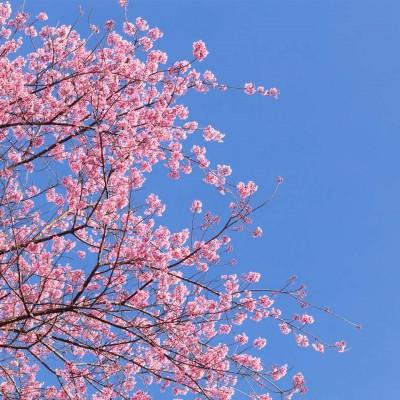 梦幻樱花少女头像