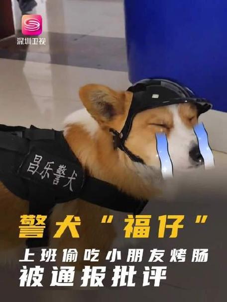 狗可以偶尔吃烤肠吗缩略图