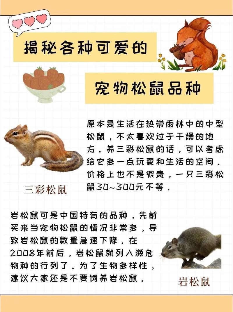 松鼠宝合法的吗