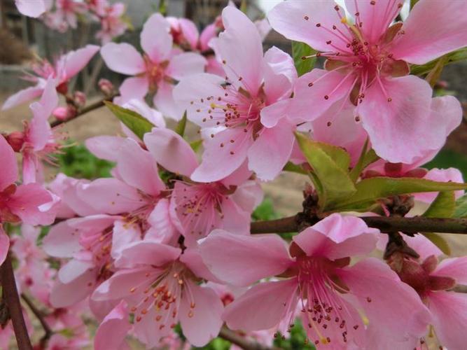 花千记怎么样
