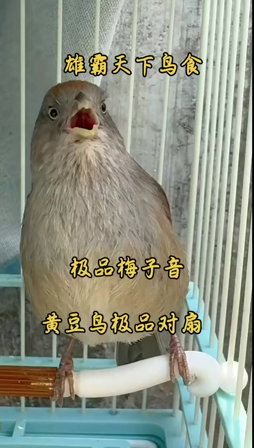 黄鸟的叫声大全 高清