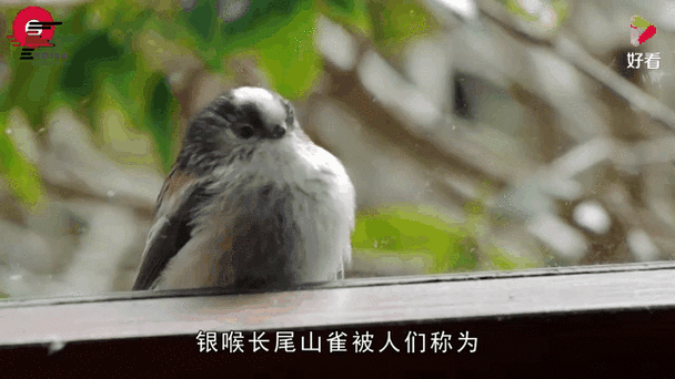 胖成球的鸟