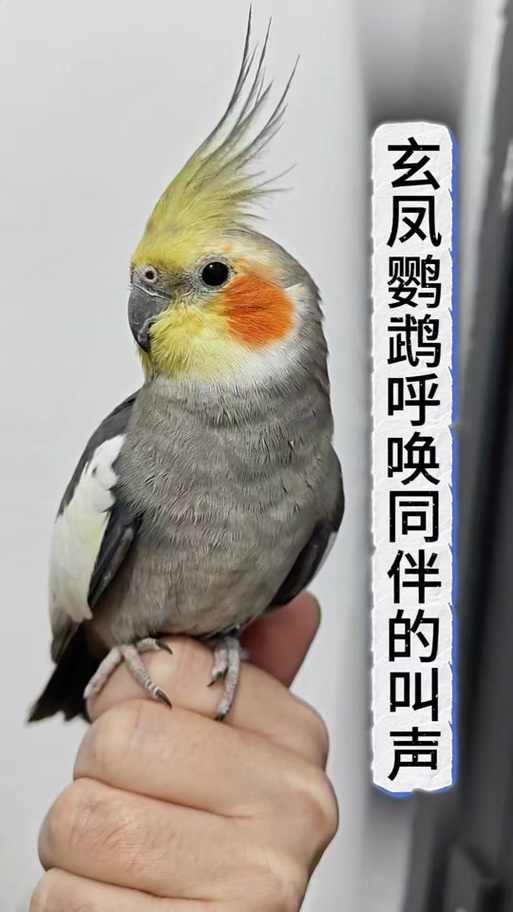 玄凤鹦鹉花叫声大全mp3