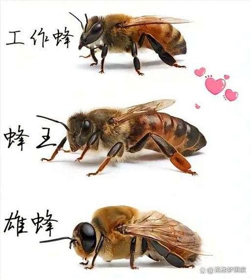 蜜蜂是怎么当上蜂王的
