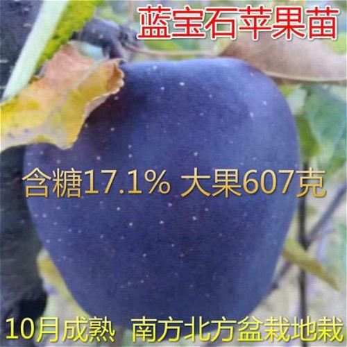 苹果蓝宝石