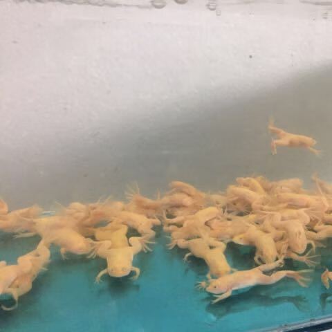 小金蛙图标