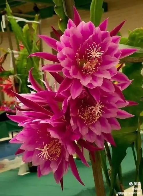 昙花什么颜色最稀有