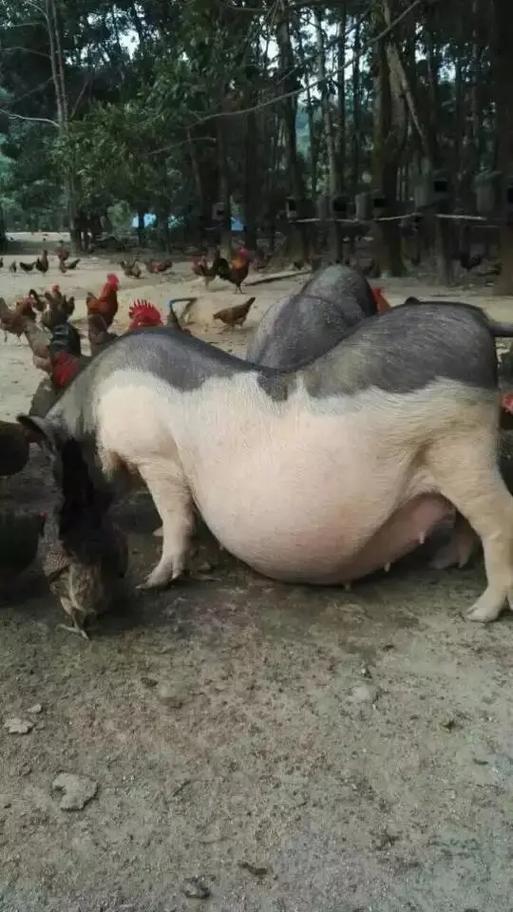 海南养猪优缺点